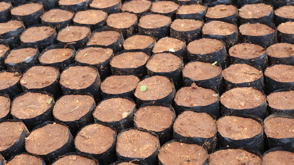 Las semillas de Mukau acaban de ser plantadas en las bolsas llenas de tierra y nutrición. 170704