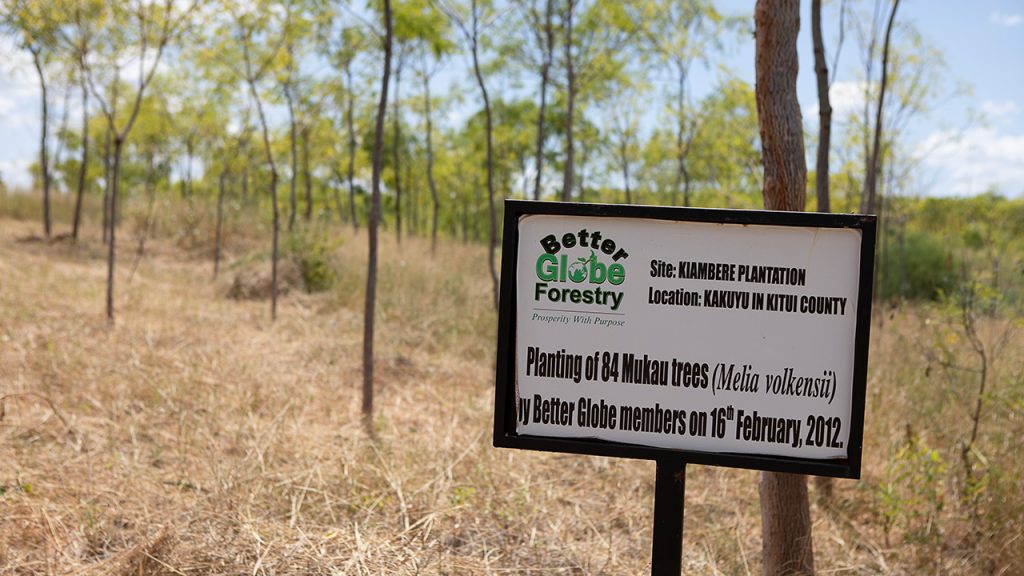Mukau-träd som planterades av kunderna som besökte Kiambere 2012. Bild från juli 2018.