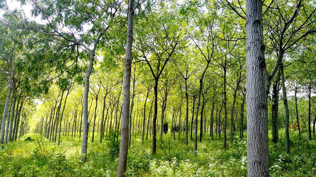 Mukau trær kan hjelpe både BGF og partnerbønder med å gjenopprette de forringende områdene